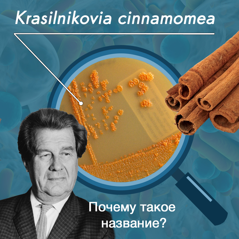 Krasilnikovia cinnamomea — почему такое название?