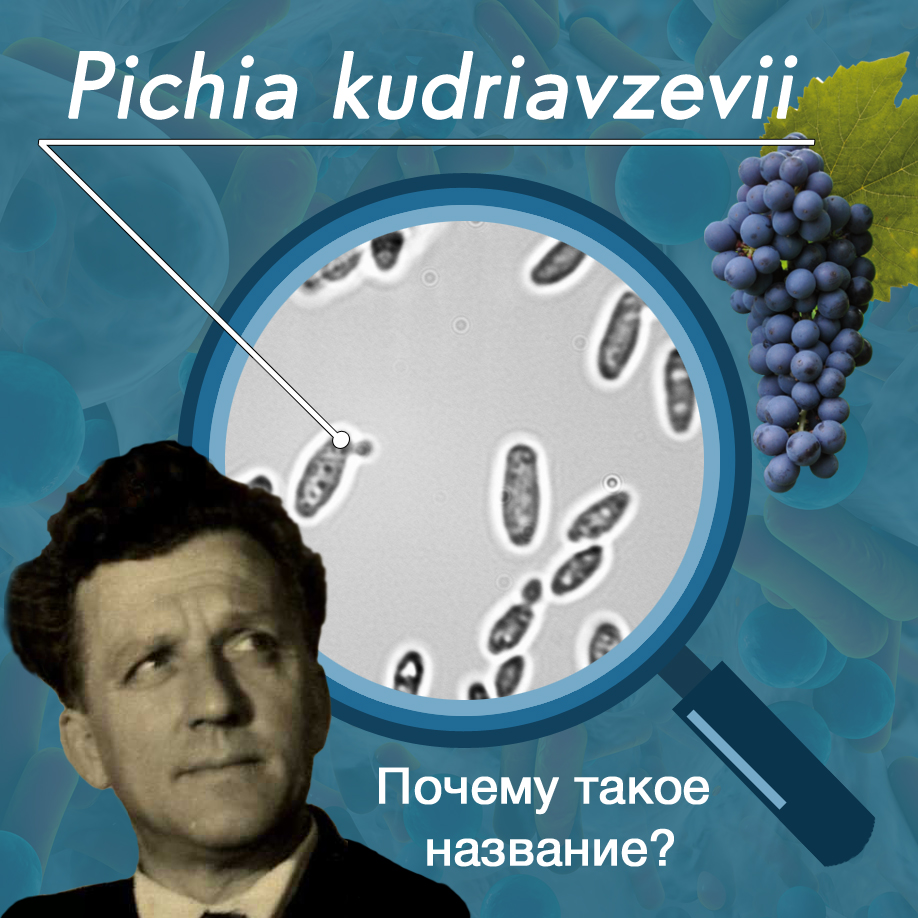 Pichia kudriavzevii — почему такое название?